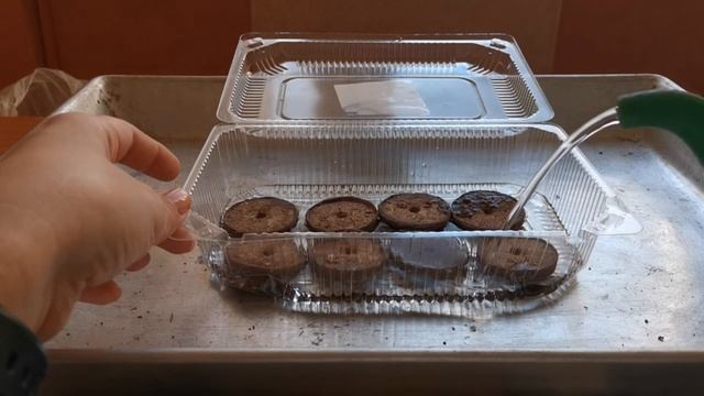 Посев петунии в торфяные таблетки//Мой первый опыт. смотреть онлайн