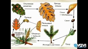 Размножение голосеменных растений. Биология в стихах 6 класс.