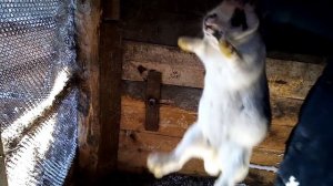 Приволок два мешка отрубей, для добавки в еду, кроликам и птицам.