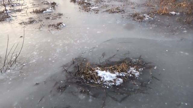 Проверка капканов на бобра, куницу. смотреть онлайн