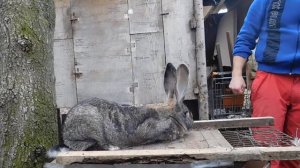 Кролики породи фландер