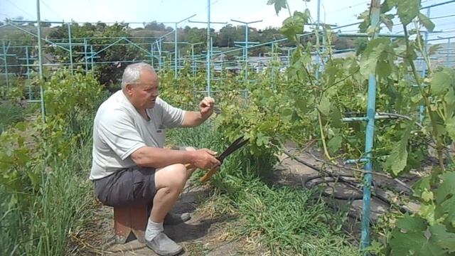 виноград Приазовья сидераты