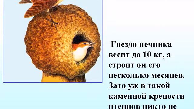 Забота о потомстве у птиц