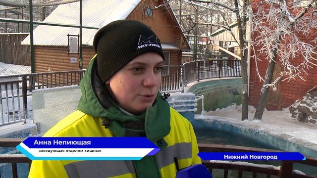 Как проходит зима в Нижегородском зоопарке "Лимпопо"