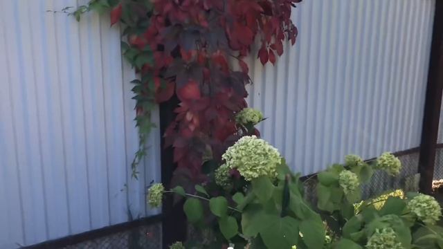 Моя любимая дача 7.09.19г. Обзор сада. Мое скромное жильё на даче. Урожай. Хвойные. ❤️ смотреть онлайн