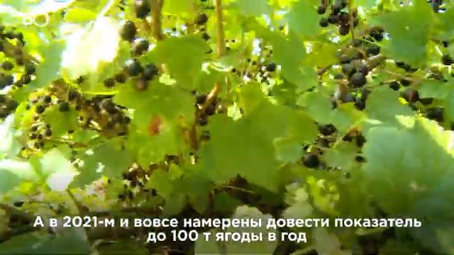 Миллионы на ягодах. Как заработать на смородиновых плантациях?