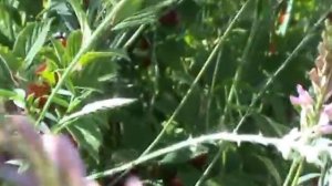 вишня войлочная в Сибири