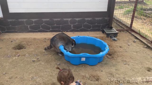 ПУМЫЧ РУГАЕТСЯ С ДРЕССИРОВЩИКОМ / Ребенок кормит енотов смотреть онлайн