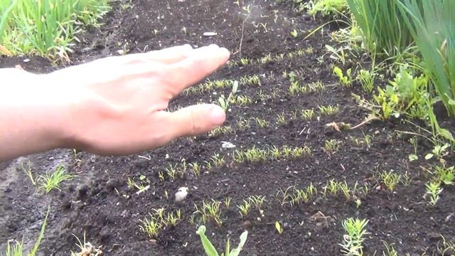 Укроп на 4 июня 2017 Сеяли 17 мая Как собрать семена укропа Дача огород Сад смотреть онлайн