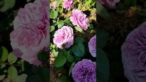 #Розы в моем саду. Сорт Софи Роуз, Лавандер Айс, Транквилити, Палас Бирон, Пилгрим.