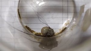 Как я вытащила у кота клеща. И какой клещ интересный