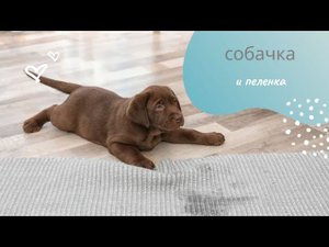 "Мой щенок ходит мимо пеленки! Что делать?" - видео-советы для 100% результата