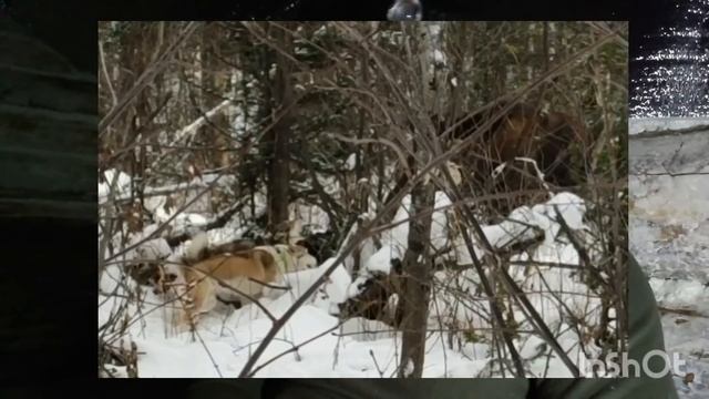 Рабочая зверовая лайка. Какая она должна быть!?