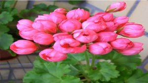 Купить Герань Алиэкспресс