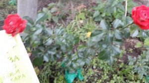 Роза спрей Бэби Бакара