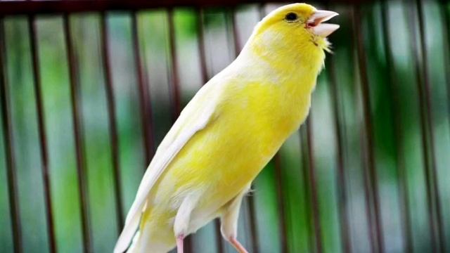 Пение Канарейки   Canary Singing   Пение кенара   Для Обучение Канарейки