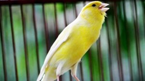 Пение Канарейки   Canary Singing   Пение кенара   Для Обучение Канарейки
