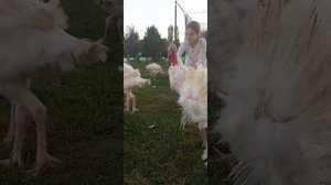 ВЫРАЩИВАЮ 100-200голов Индейки Тяжелого кросса без потерь 8лет!Сколько можно заработать на  Индейки