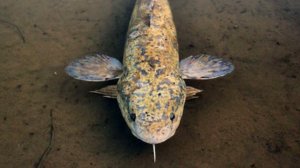 ТОП ИНТЕРЕСНЫХ ФАКТОВ О НАЛИМЕ! Налим самая всеядная рыба?