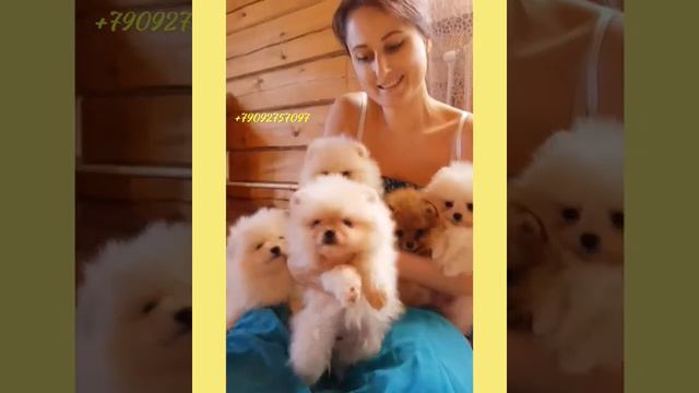 Померанский шпиц продажа. Лучший шпиц мишка
