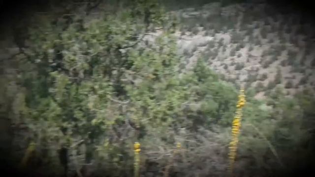 Цветы коровяк. Цикады. Горный Крым. смотреть онлайн