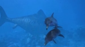 Ихтиозавр и дельфин родственные виды? | Конвергенция