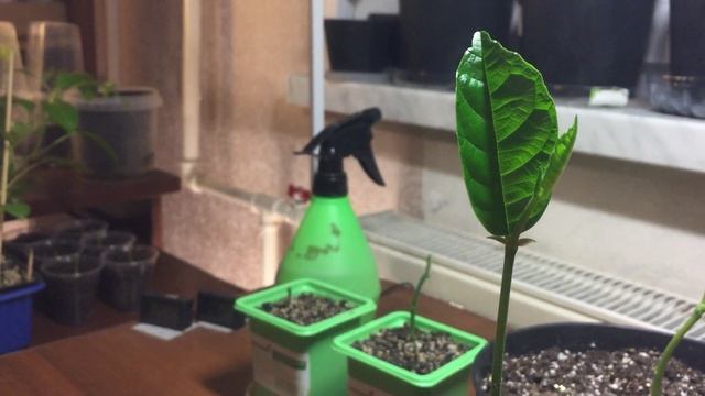 Как правильно выращивать ДЖЕКФРУТ!!!(ХЛЕБНОЕ ДЕРЕВО) ЛИПКОЕ ДЕРЕВО!!! смотреть онлайн