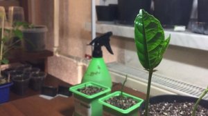 Как правильно выращивать ДЖЕКФРУТ!!!(ХЛЕБНОЕ ДЕРЕВО) ЛИПКОЕ ДЕРЕВО!!!