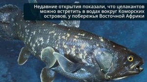 Доисторическая рыба Латимерия