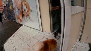 24 ЧАСА с собакой. Померанский ШПИЦ. ЧЕЛЛЕНДЖ!