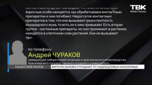 «Съедают целые ряды картошки»: жители поселка Зыково страдают от нашествия колорадских жуков