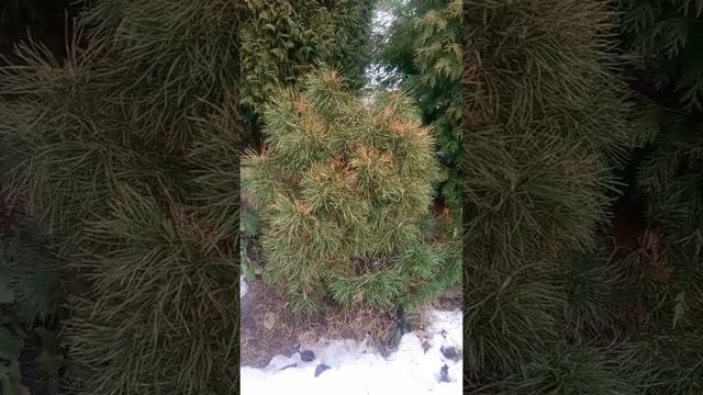 Как сосны перенесли зиму. 16-17 смотреть онлайн