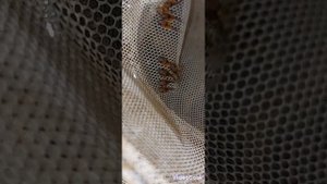 Звезчатый L181 сомы.Разведение получилось все идеально.