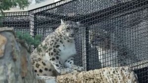 🐆Снежных барсов Дайну и Унцик  из Московского зоопарка застали за выяснением отношений🐆