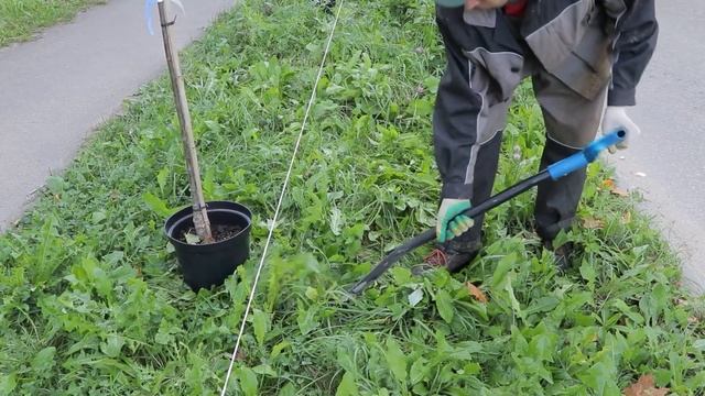 МБУ «Зеленстрой» ведет работы по высаживанию деревьев смотреть онлайн