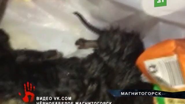 Неизвестные выбросили котят в бак с отходами