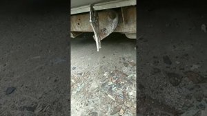 Грейт Вол Сейф