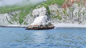 Лежбище сивучей на Камчатке