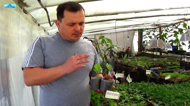 Перец и баклажаны - важная подкормка рассады! смотреть онлайн