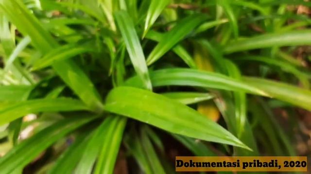 Pandanus amaryllifolius (pandan wangi), kelas Liliopsida смотреть онлайн