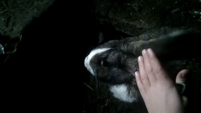 Уход и содержание кроликов для начинающих //Жизнь в деревне!!! смотреть онлайн