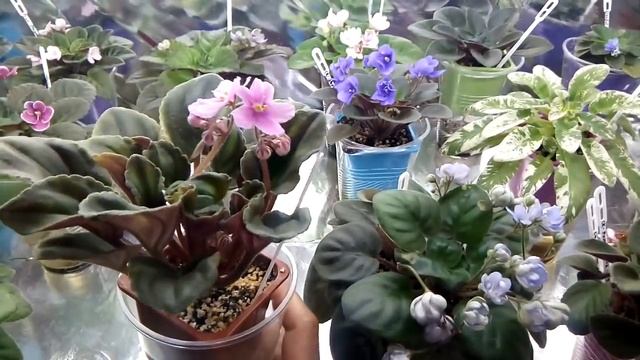 ПОЧЕМУ У МЕНЯ НЕ ГИБНУТ ФИАЛКИ В 30 ГРАДУСНУЮ ЖАРУ? МОИ ФИАЛКИ ЛЕТА НЕ БОЯТСЯ смотреть онлайн