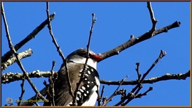 46~Bird Calls/Songs/Sounds~Diamond firetail Finch~Australian Backyard Garden Birds Singing
