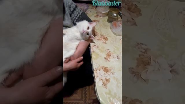 Психология кошек