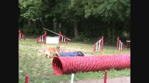 Malinois - Training Dog