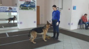 Гудкина Мария и овчарка Грей. Тренировка ОКД:команды Рядом и Назад. Тольятти, 16 декабря 2018.
