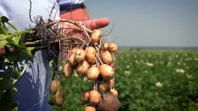 Защита посадок картофеля. Часть 1. Тульская область