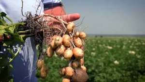 Защита посадок картофеля. Часть 1. Тульская область