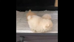 Померанские шпицы щенки играються