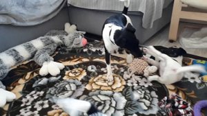 Гладкошерстный фокстерьер щенки 2 месяца